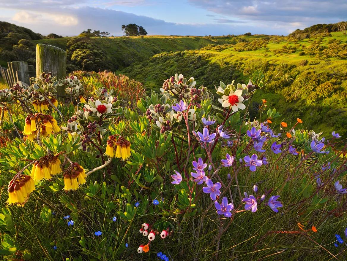 Wildflower Meadow arrangement with native New Zealand blooms